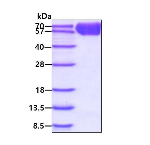 3μg by SDS-PAGE under reducing condition and visualized by coomassie blue stain